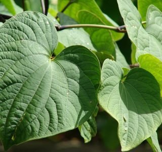 The Kava Plant: Botany, Cultivars and the Sterile Clone